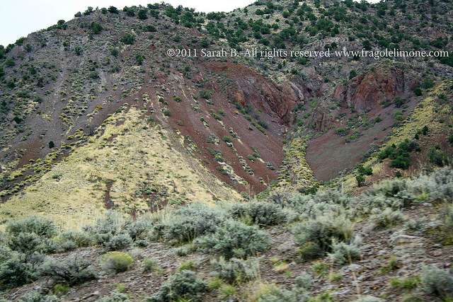 il colore viola blog